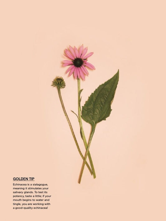 Plants For The People / Erin Lovell Verinder